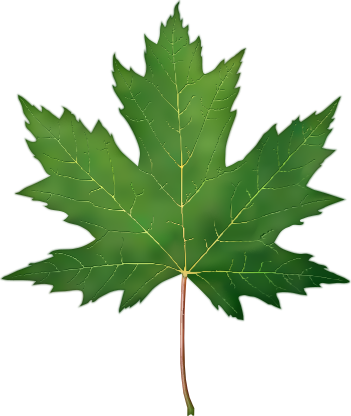 gmtest-leaf1.png