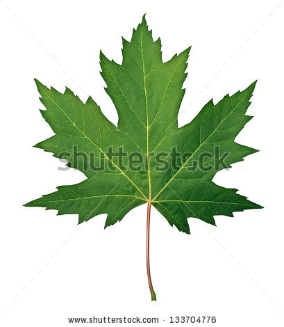 leaf133704776.jpg