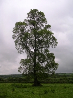 Ulmus_minor_tree.jpg