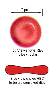 RBC.jpg