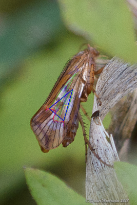 DH6_8737-2 Trichoptera Limnephilus lunatus Ben 2017-11-13 image shape et VIP PATCH 2 shapes 400px.png